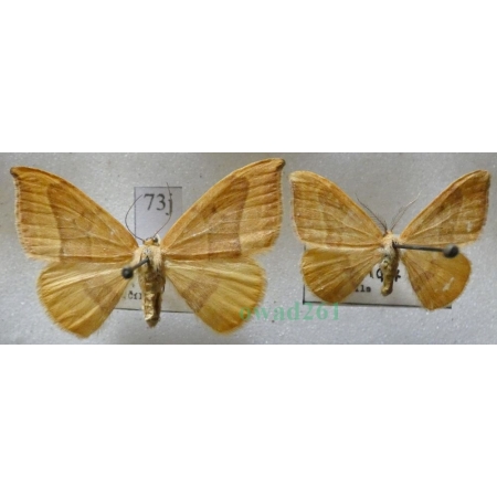 Watsonalla cultraria (Fabricius, 1775) pair Wycinka nożówka Czech73j